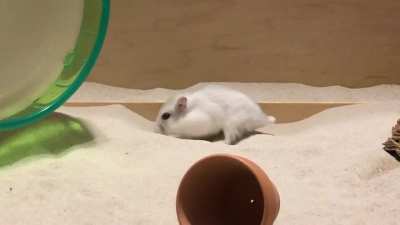 It&rsquo;s my hamster one year anniversary!! Woo woo! To celebrate I made 2/3 of her enclosure sand since she loves it so much!