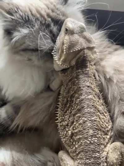 Котик и игуана