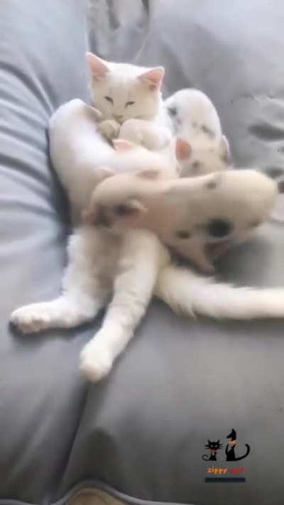 Cute kittens