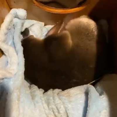 Baby platypus