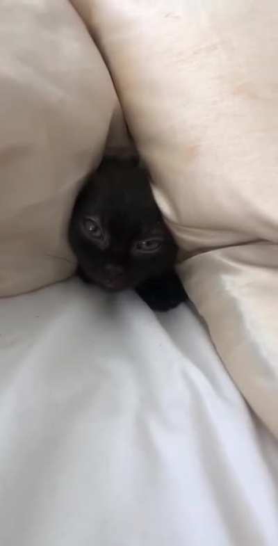 Remember to never feed it after midnight