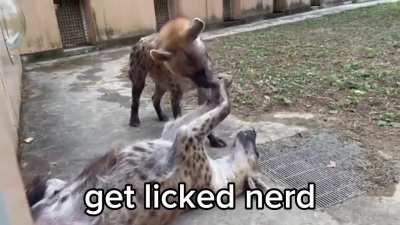licked_irl