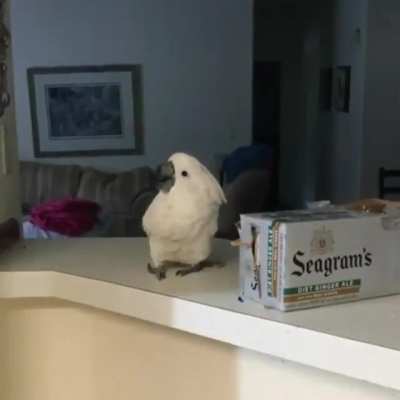 &ldquo;Wtf?!&rdquo; - parrot