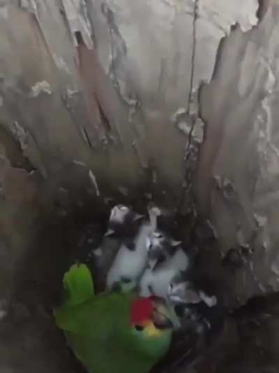Weird baby birds