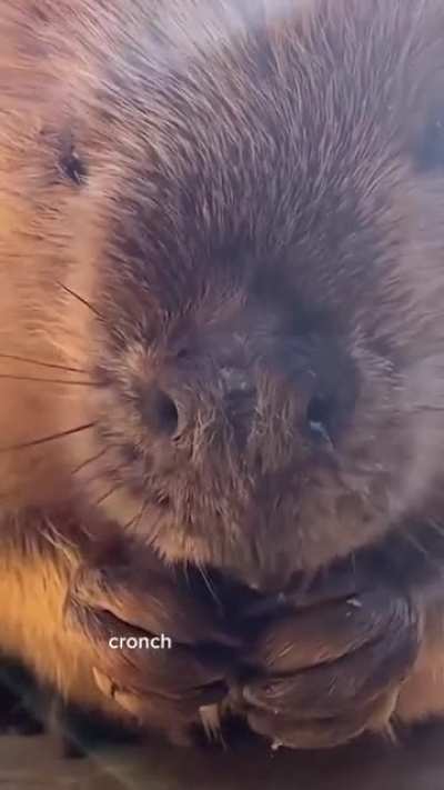 Sneaky beaver monches.