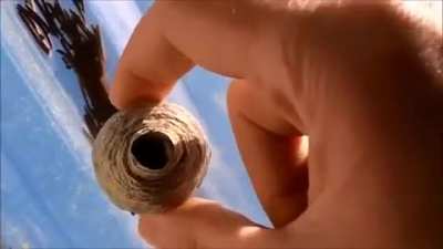 Squeezing an empty wasp nest. Couldn&rsquo;t crosspost so credit to u/apollyon094