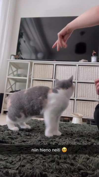 Does your BSH know any tricks?