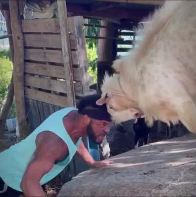 Man vs. Goat. (Credit: @bareknucklefc &amp;amp; @pancho_bkgoat)