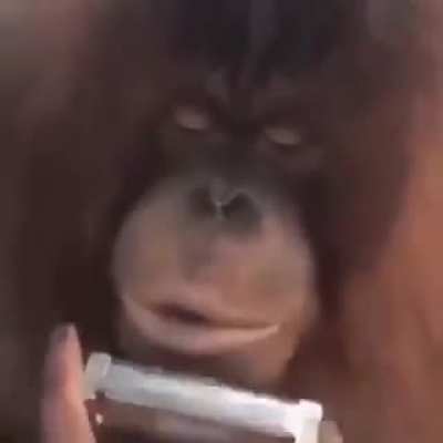 Jaja un chango Est&aacute; va pal Orslok 🖕
