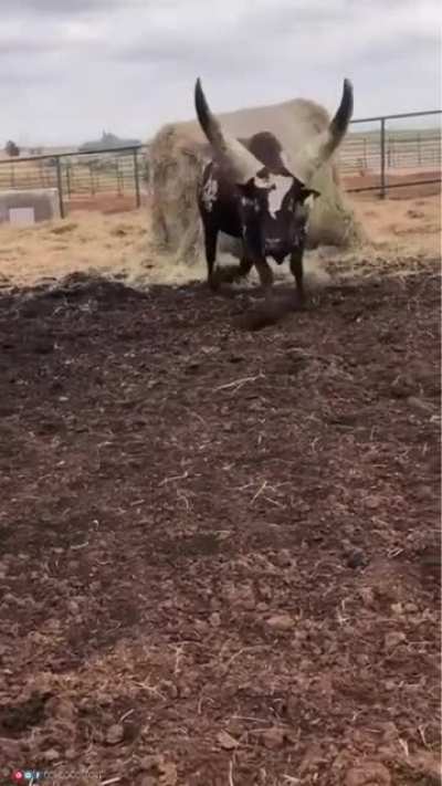Ankole-Watusi is a modern American breed of domestic cattle