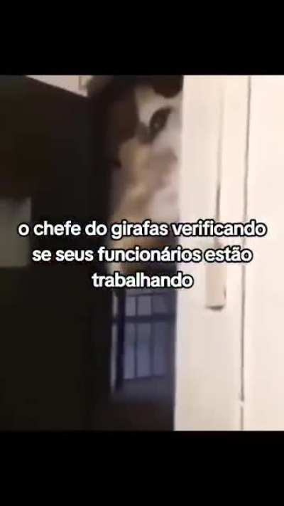 Medo