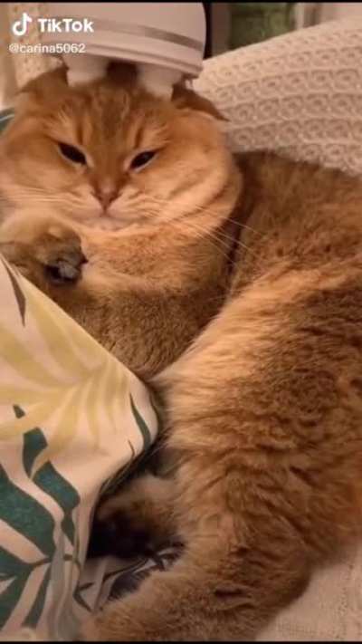 Cat massage