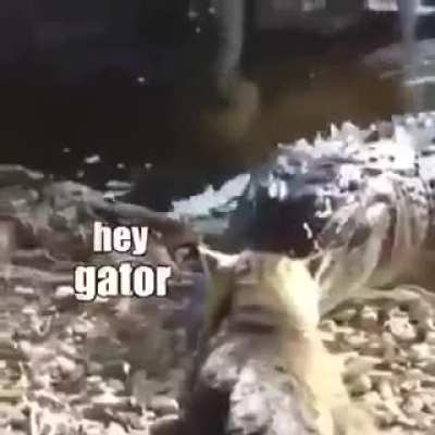 Don't mess with cats!