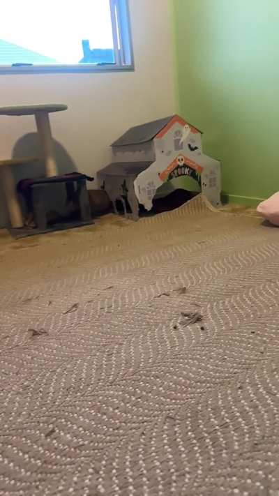 I totally forgot to post on Peris official gotcha day! But I&rsquo;m here now 💖 one whole year blessed by this magical zoomie creature. Enjoy the slow mo binkies lol. Thank you all for loving and cherishing peri for this entire year I can&rsquo;t thank you enough xx