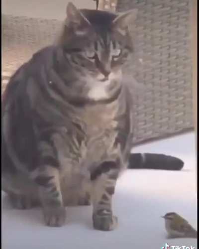 Wait for the ChonkSlam