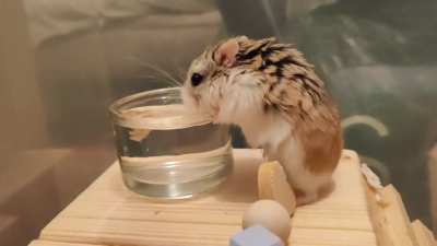 phil is a /hydrohomie 🐹💦