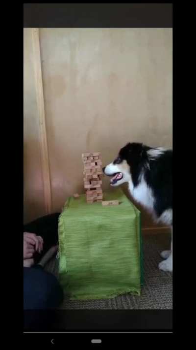 When the doggo plays better dominoes than you do