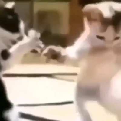 😸😸😹😹😺😹😸🙀😹😸😺😻🙀😼😺😹😸