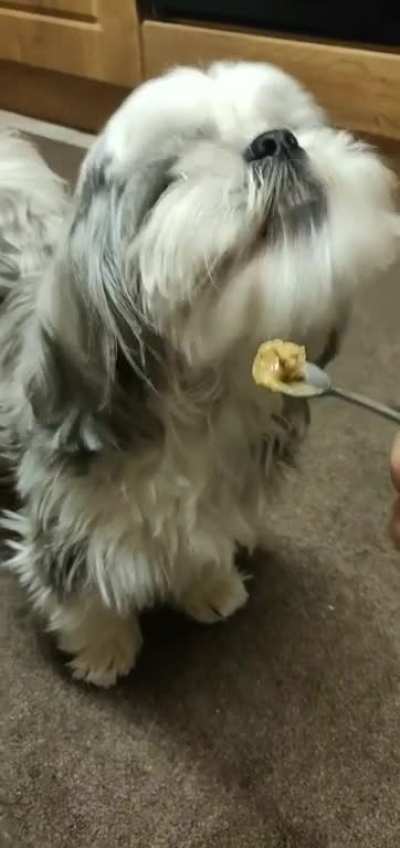 Here's a video of my doggo eating peanut butter