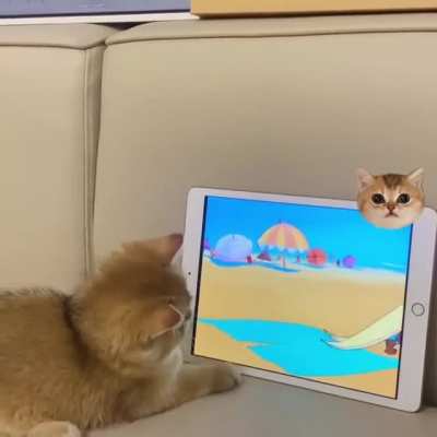 Cartoons😻