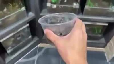SquarePosting - Video #7156