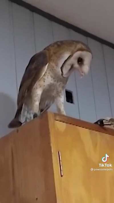 Owl hates puppy