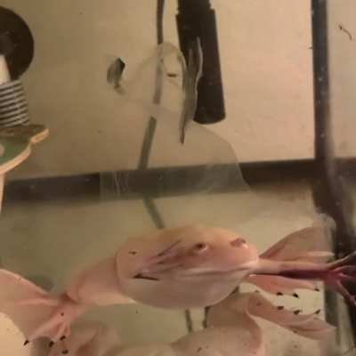 My African clawed frog, Boba, shedding.