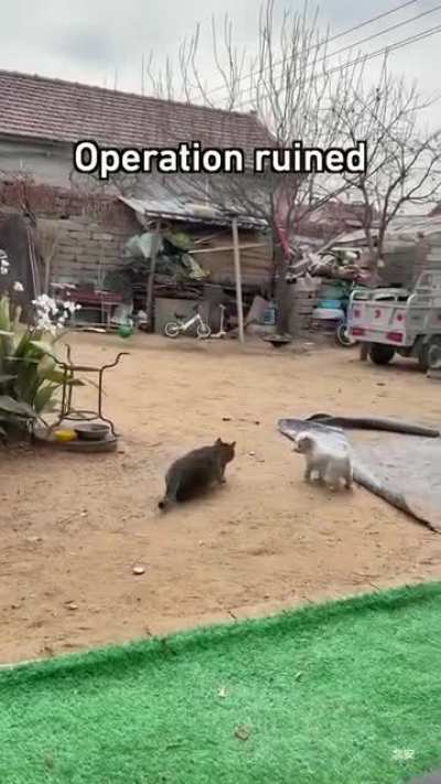 Action star cat ready for a serious scene… then someone walks in with too much cuteness and boom—career over 😭🐱✨