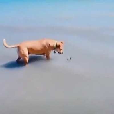 Startling a dog