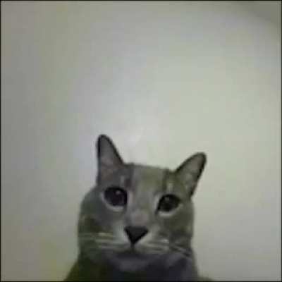 Blursed_cat🖕