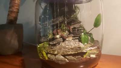 Got bored and rescaped the rainy moss cave into a "rock slide". Probably get bored again and rescape it next week haha
