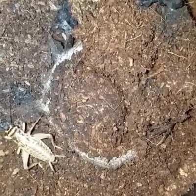 Trapdoor spider