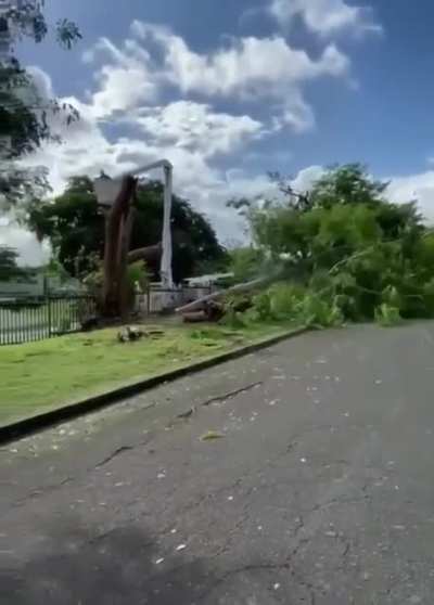 Tree's last strike