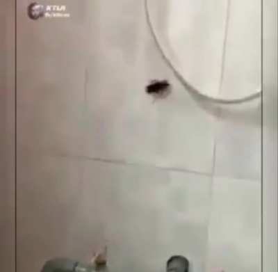 No hay manera heterosexual de reaccionar al vuelo de una cucaracha. 🪳🪳🪳