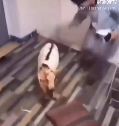 Son g&uuml;nlerde ki bıkkınlık.