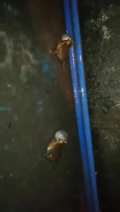 Frogs in the rain