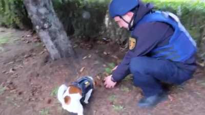 This dog is named "Patron" and helps to locate Russian landmines placed by Russians in many civilian parts of cities and towns of Ukraine.