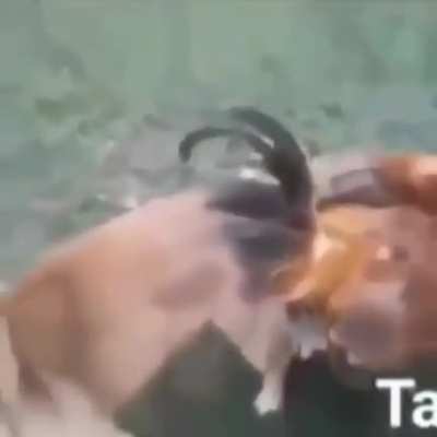 Perro culiao