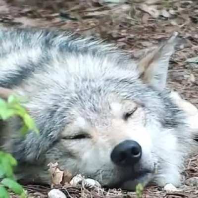Moment of calm 🐺