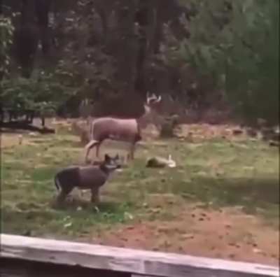 To mate in the wild