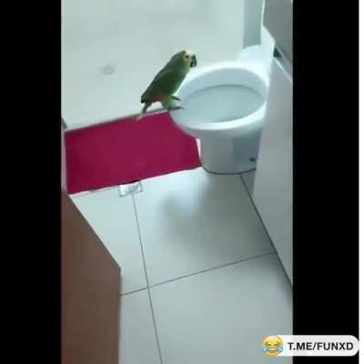 Идеальное прикрытие)