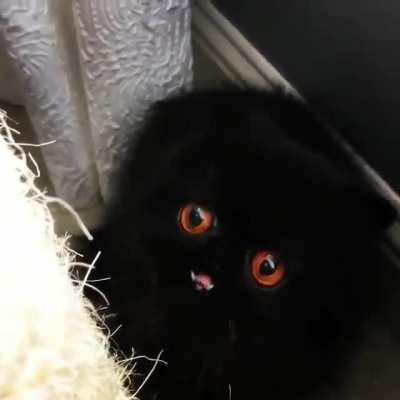 Cute vampire