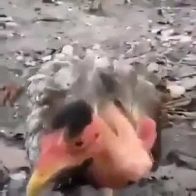 o que voc&ecirc;s acham desse corte do pimki blaindes, jecas?