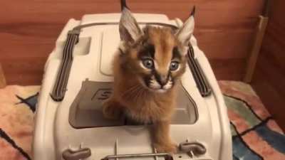 Was not aware that baby caracals sounded like rapid fire laser beams
