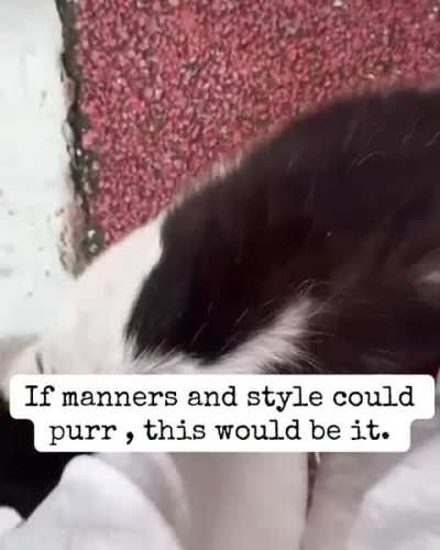 today&rsquo;s daily dose of kitty joy 🐱✨ just saw this video and knew it really fits here