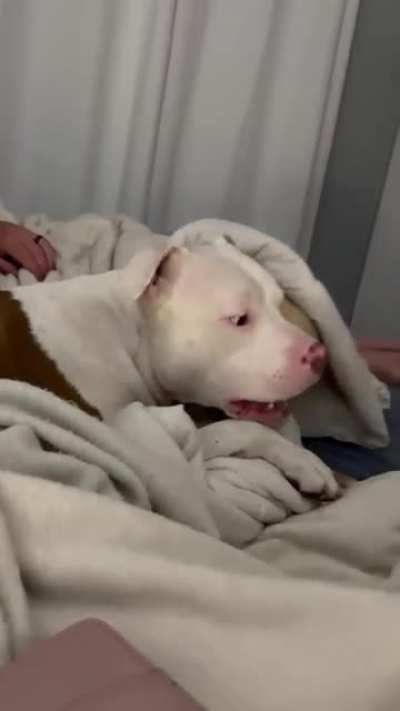 One dog sleeps all the way under the covers, the other dog thinks it&rsquo;s a game to attack the moving blankets. Sorry for the feet&hellip;