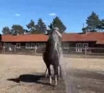 Mike J horse