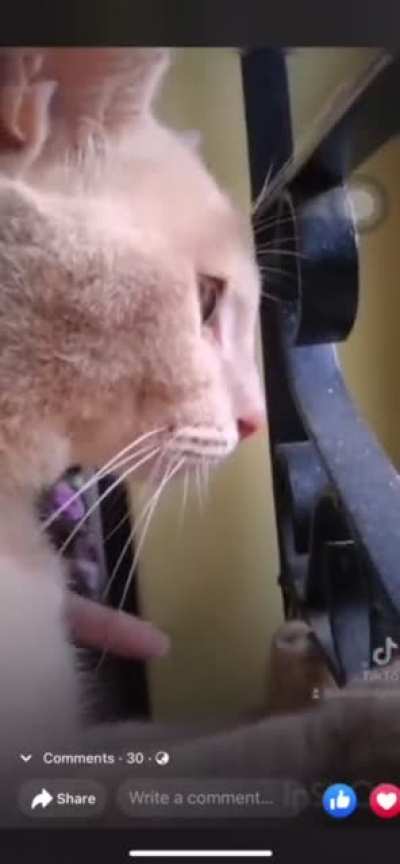 Cat got cheated