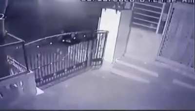 Big cat running behind house cat