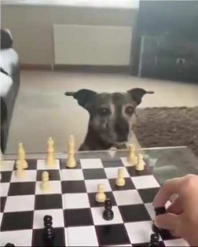 Check the dog 🐶